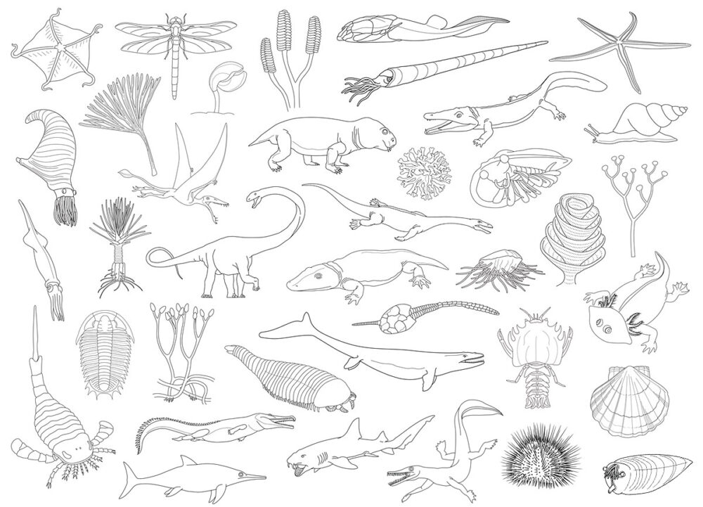 Illustration av olika fossiler och förhistoriska djur.