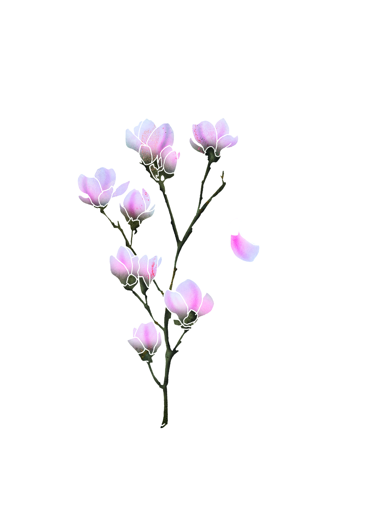 Illustrerad Magnolia blomma