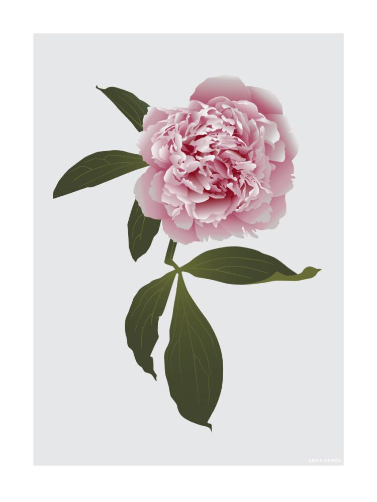 Botanisk illustration på en rosa pion