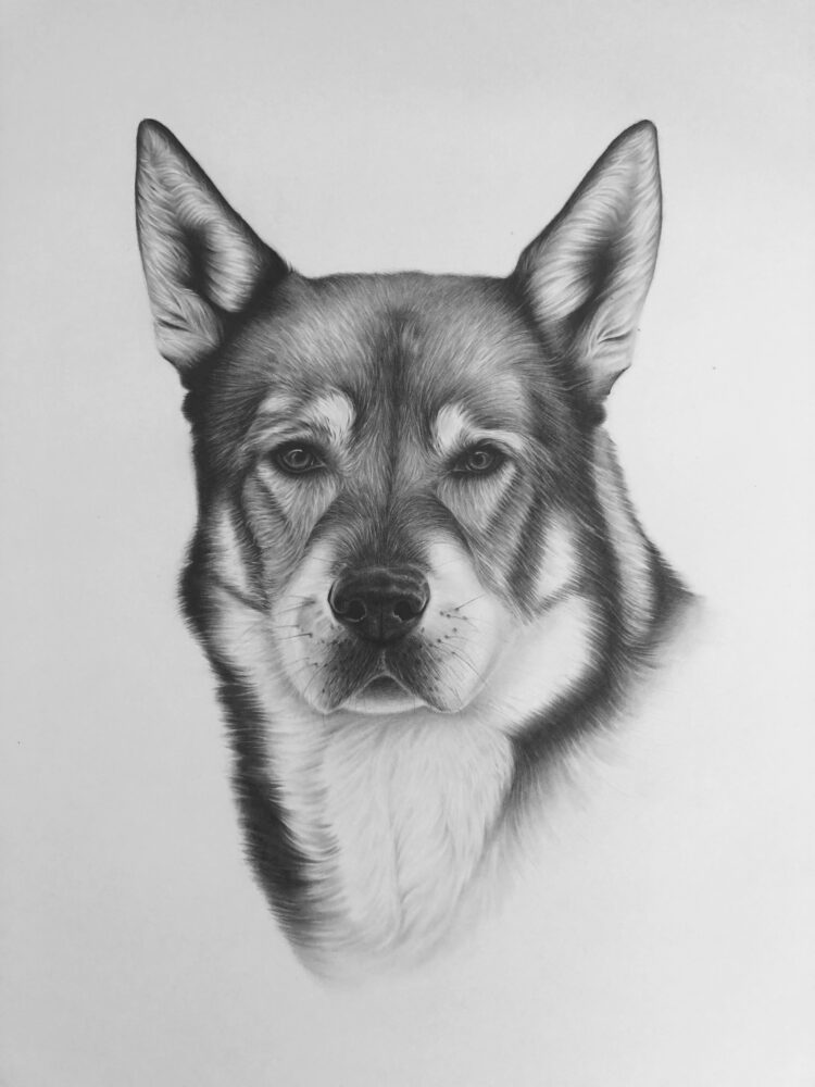 porträtt på hund i blyerts