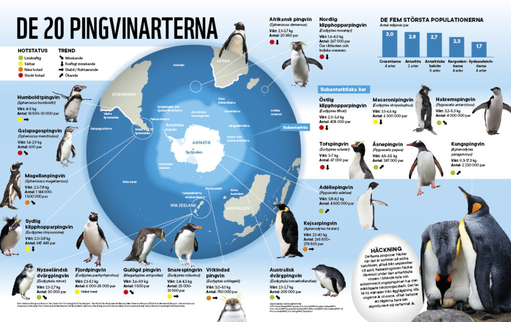 Informativ bild och text som visar fakta om världens 20 pingvinarter. Karta över Antarkis.