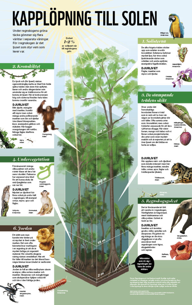 Informativ illustration som beskriver de olika våningarna som en regnskog består av. Bilden visar också vilka djur och växter som finns där. 