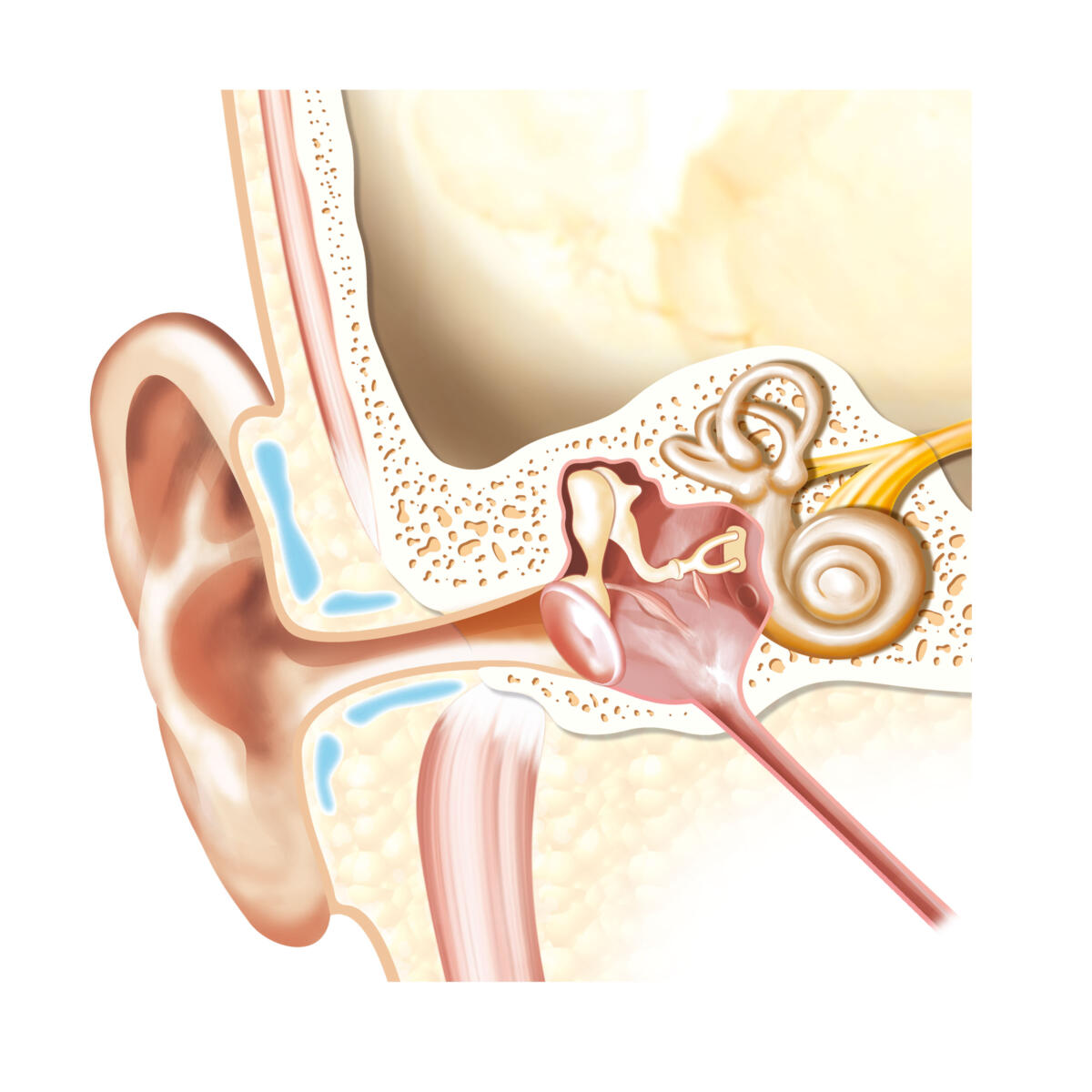 Öronsjukdomar - Illustratörcentrum