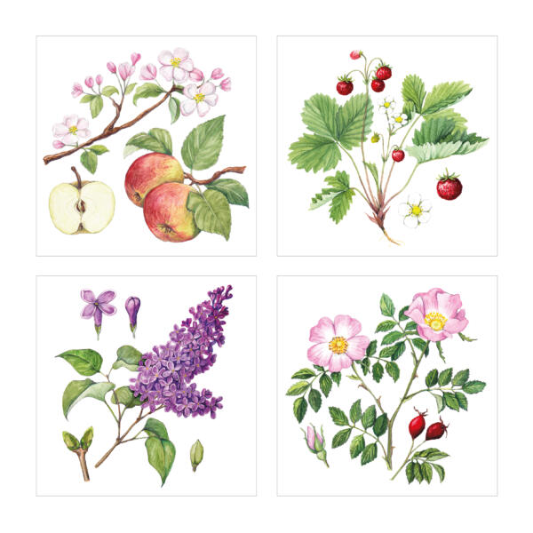 Fyra detaljerade blomillustartioner målade i akvarell. De förestälelr äpple och äppelblom, smultronplanta, lila syrénblomma och rosa nyponros och röda nypon.