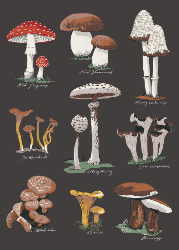 Teckningar av olika svampsorter på mörkgrå kökshandduk.