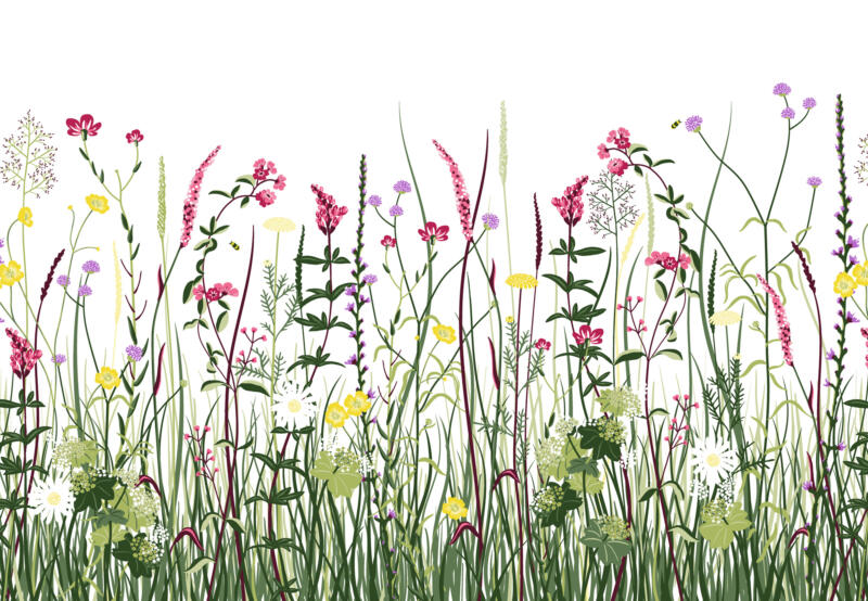 Illustration av gräs och blommor på en sommaräng 