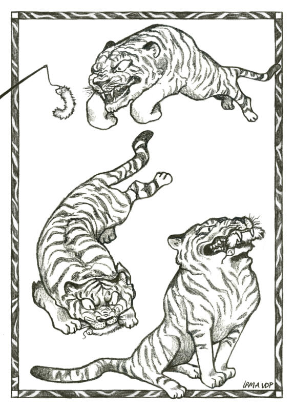 En tiger tecknad i blyerts.