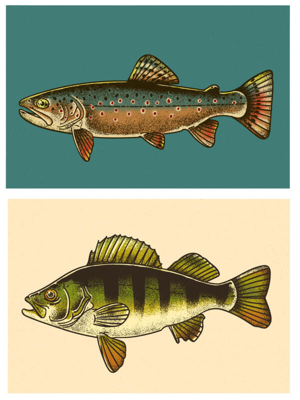 illustrated fish