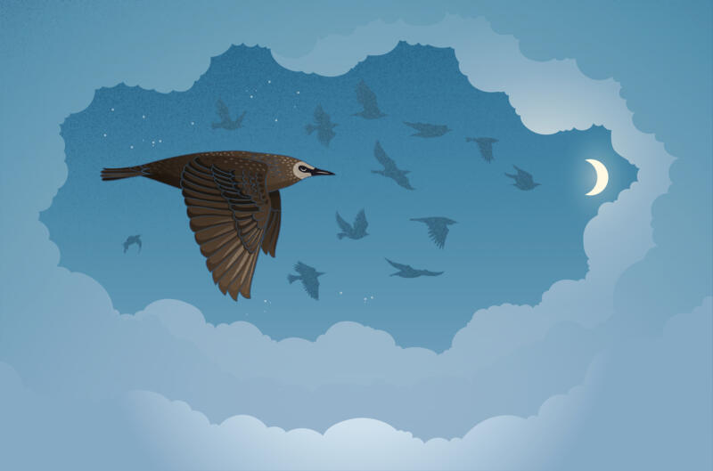 Illustration för bloggartikel - Fågel som flyger