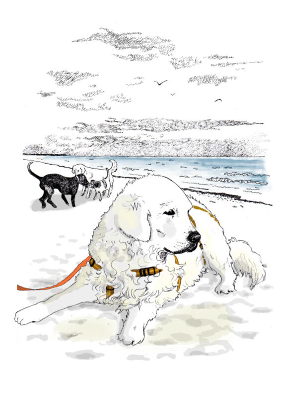 Golden retriever ligger på en strand och ser trött ut medan andra hundar leker vid havet.
