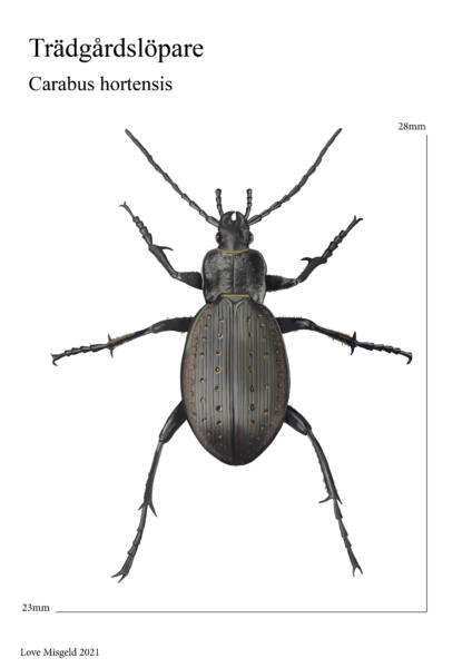 Skalbagge med utsträckta ben på vit bakgrund.  faktabild med Måttlinjer. Vetenskapsillustration. Djurbild, insektsbild