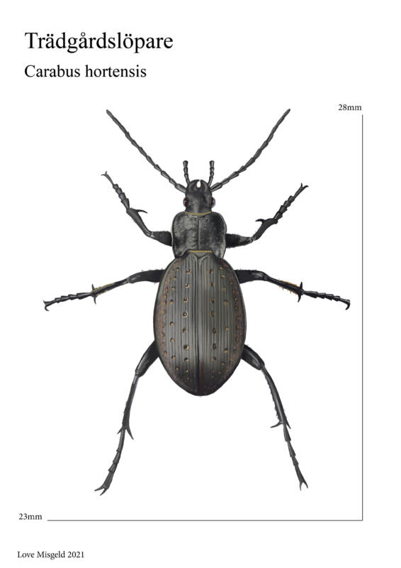 Skalbagge med utsträckta ben på vit bakgrund. faktabild med Måttlinjer. Vetenskapsillustration. Djurbild, insektsbild