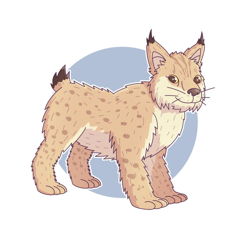 cute lynx