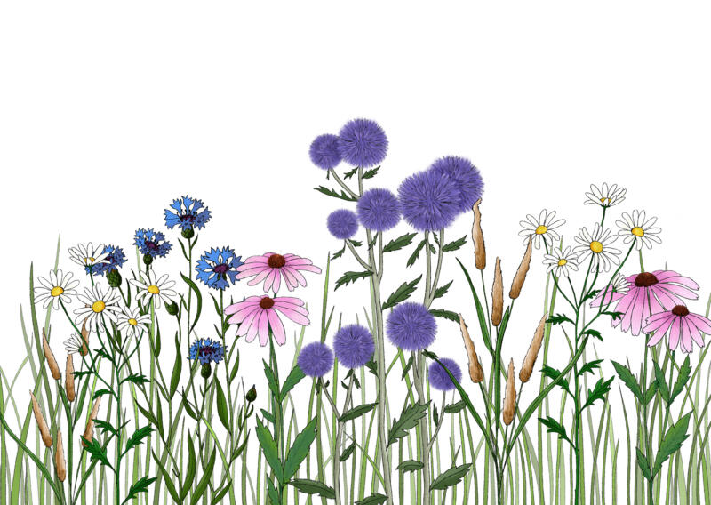 Illustrerade blommor, gräs, blåklint och bolltistlar.