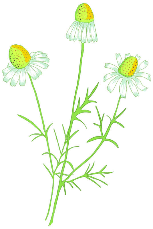 Kamomill växt med blommor och blad