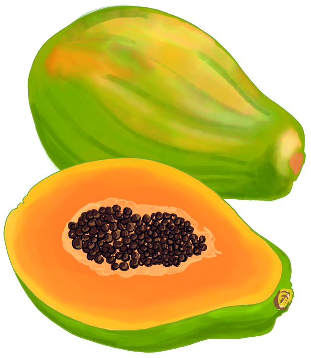 Papaya illustrerat hel och delat för att visa initu