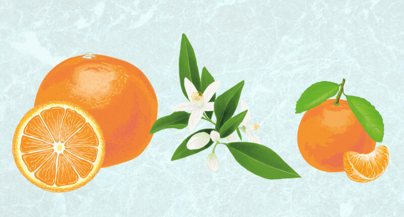 Apelsin apelsinblomma och mandarin