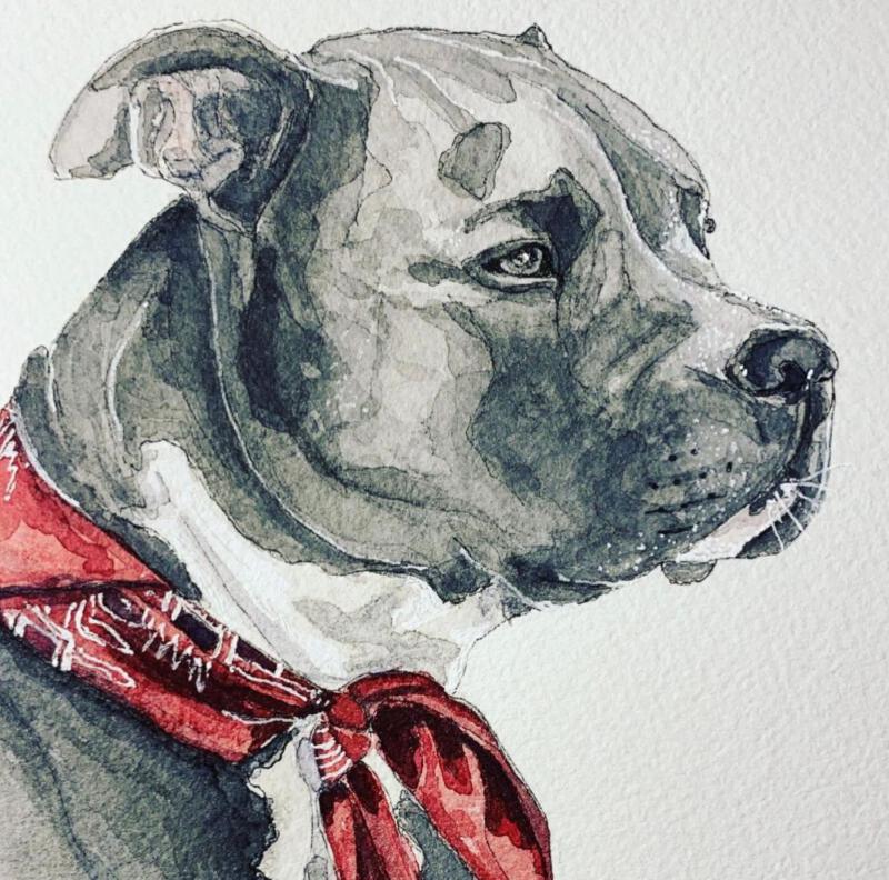 Grå hund med röd scarf