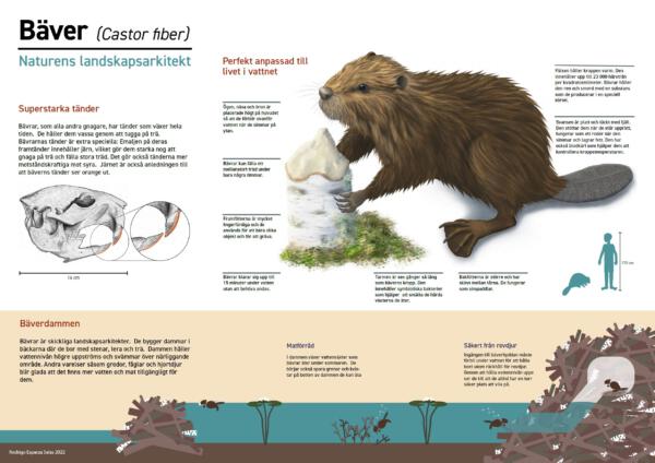 Educatioal infographic about beavers