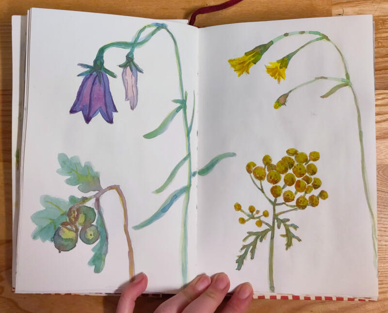 Akvarellmålningar av fyra svenska växter under sommaren - ekollon, blåklocka samt två gula blommor