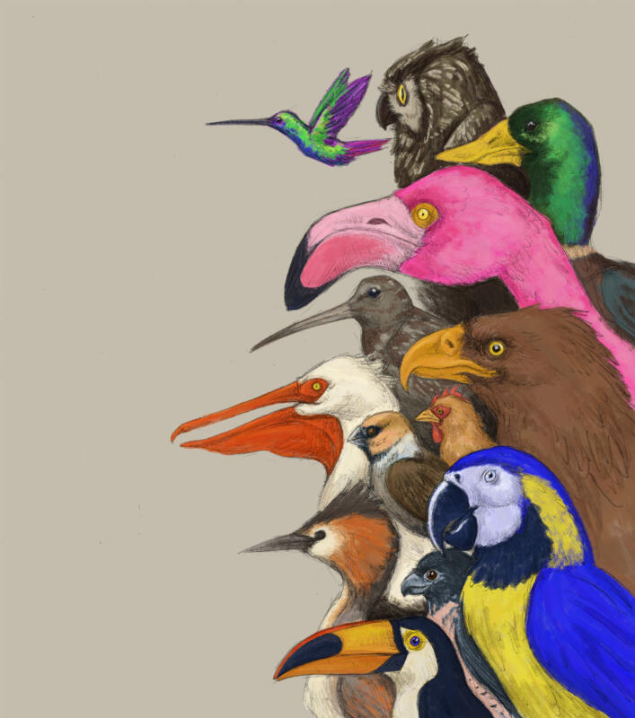 A number of birds showcasing various beaks and bills