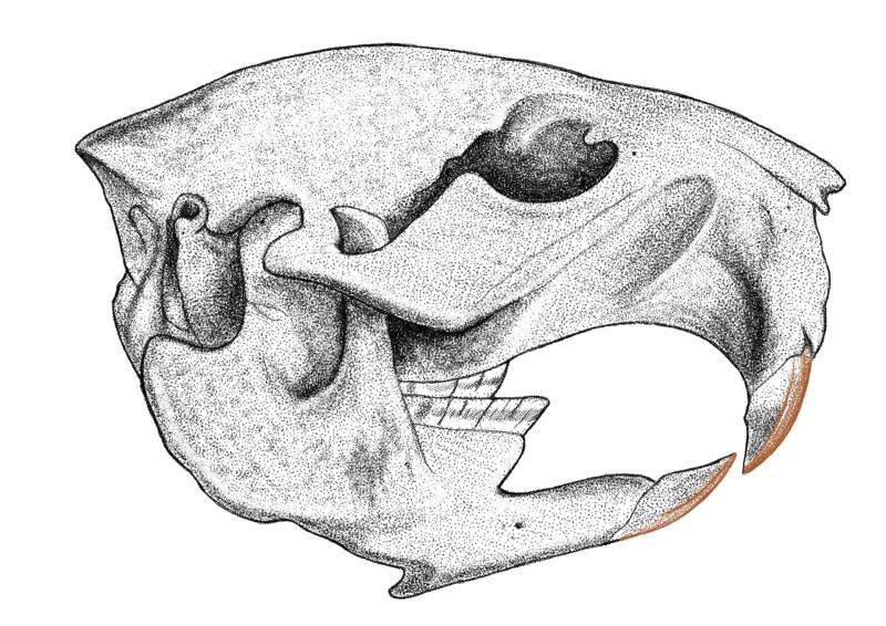 Beaver skull- Line drawing
