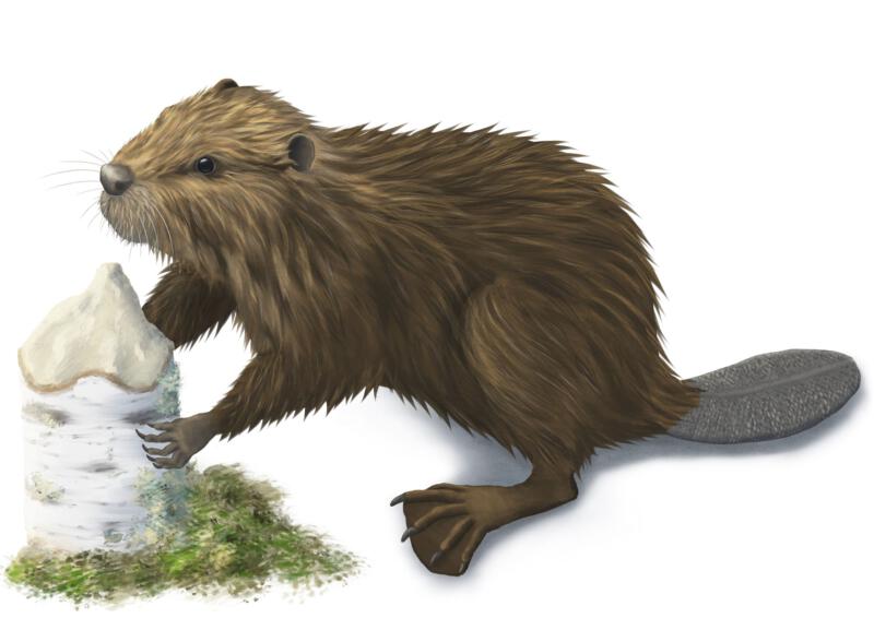 Beaver realistic digital painting