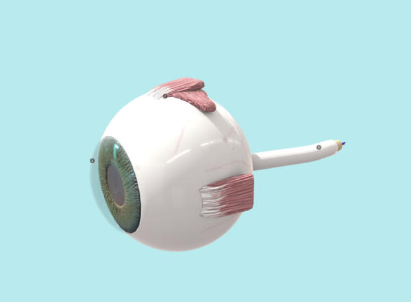 Rotating 3D model of the human eye