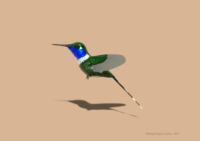 Hummingbird 3D model