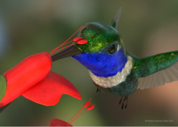 Realistic 3D model of a hummingbird