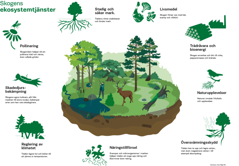 Illustration av skogens ekosystemtjänster till utställningen Skoogla på Fulltofta naturcentrum.