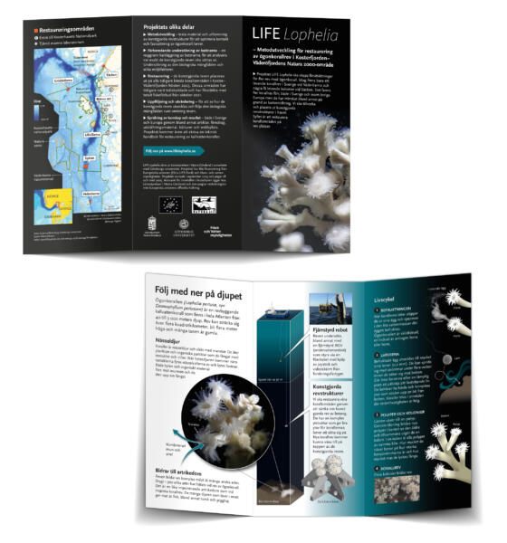 En folder med text, bilder och infografik om forskningsprojektet Life Lophelia som handlar om att restaurera korallrev i Kosterhavet.