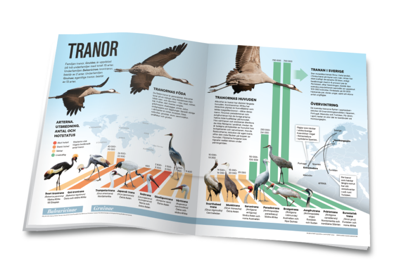Informativ illustration och text som presenterar fakta om världens alla tranor.