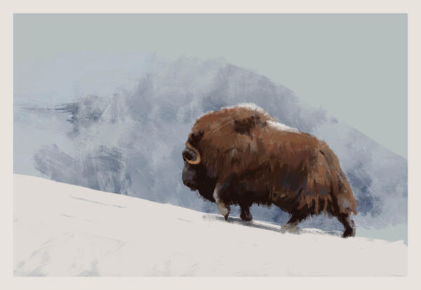 Painting of a muskox, walking in the Scandinavian mountains