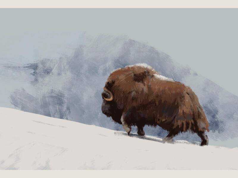 Painting of a muskox, walking in the Scandinavian mountains