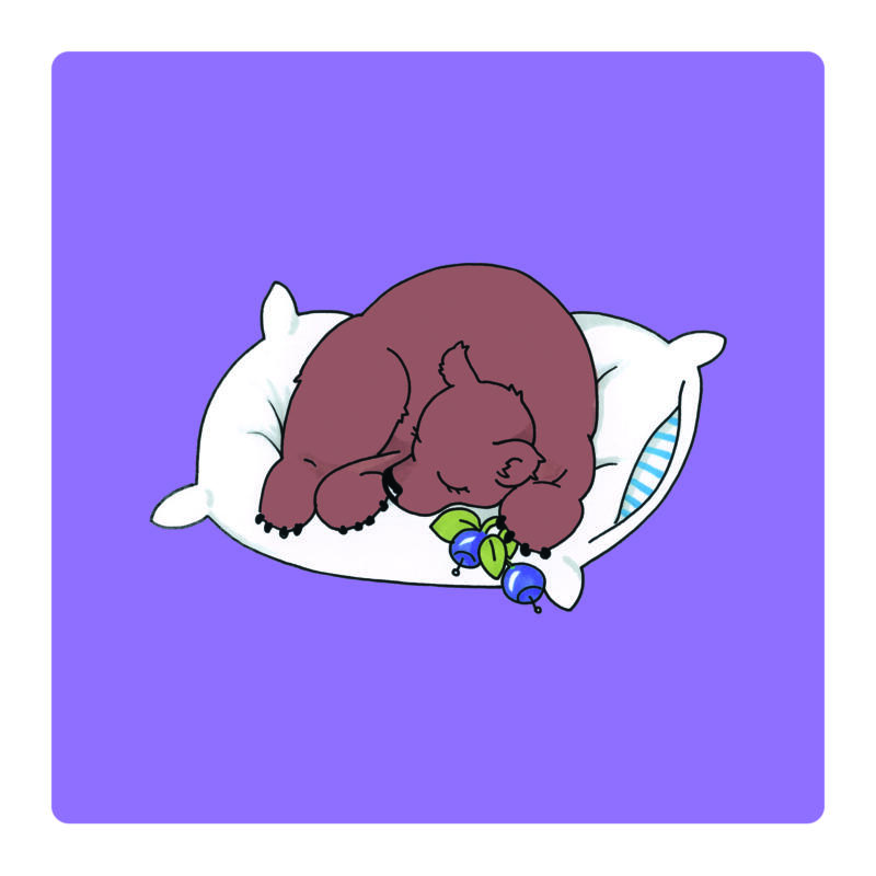 björn som sover på en kudde. 
