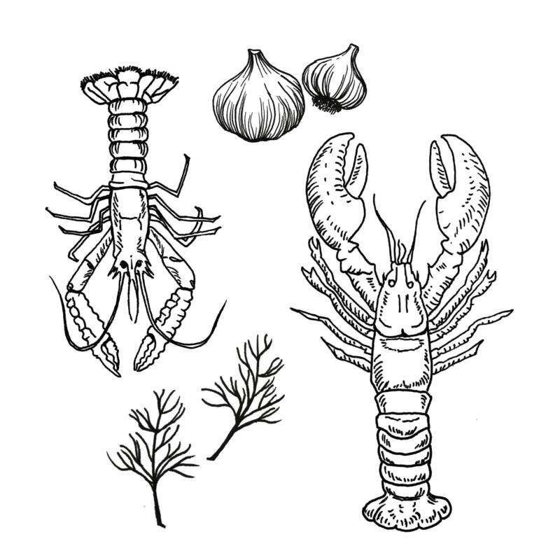 Illustrerad havskräfta, hummer, dill, vitlök