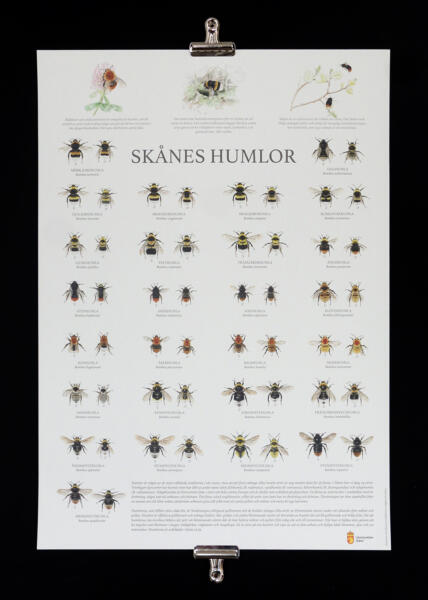 Detaljerade illustrationer i akvarell av Skånes humlor. Affischen visar på mångfalden av arter som går att finna i länet.