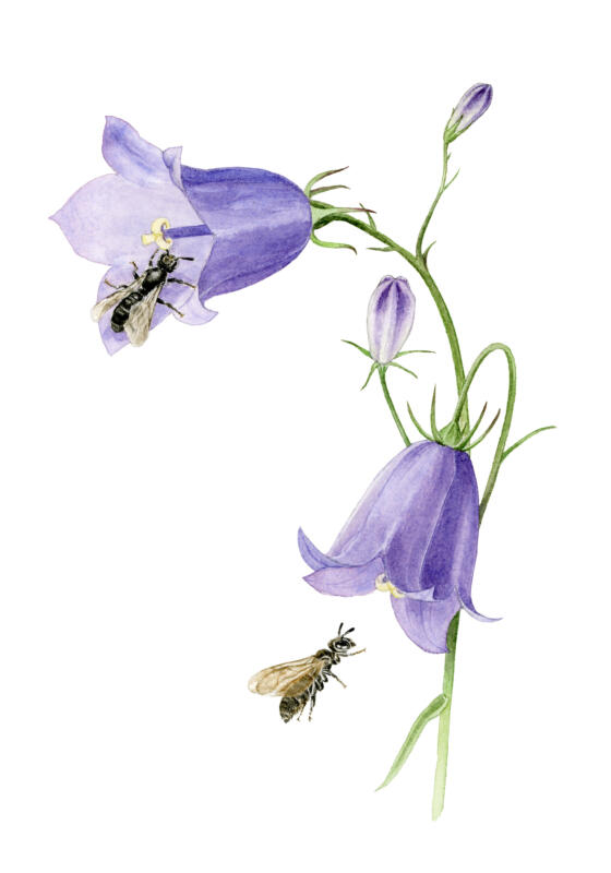 Akvarell av blommande änsväxt, liten blåklocka med en pollinerande insekt, småsovarbi. Används på informationsskyltar i Växjö kommun.