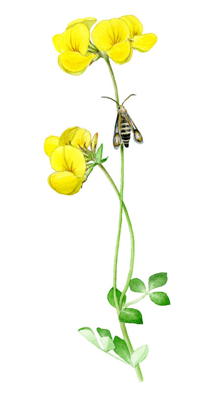 Akvarell av blommande änsväxt, käringtand med en pollinerande insekt, vickerglansvinge. Används på informationsskyltar i Växjö kommun.