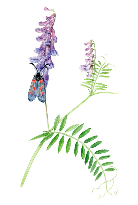 Akvarell av blommande änsväxt, kråkvicker med en pollinerande insekt, mindre bastardsvärmare. Används på informationsskyltar i Växjö kommun.