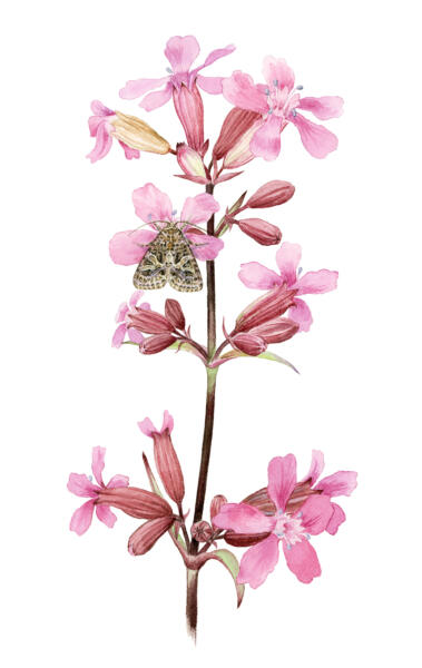 Akvarell av blommande änsväxt, tjärblomster med en pollinerande insekt, violettrött nejlikfly. Används på informationsskyltar i Växjö kommun.