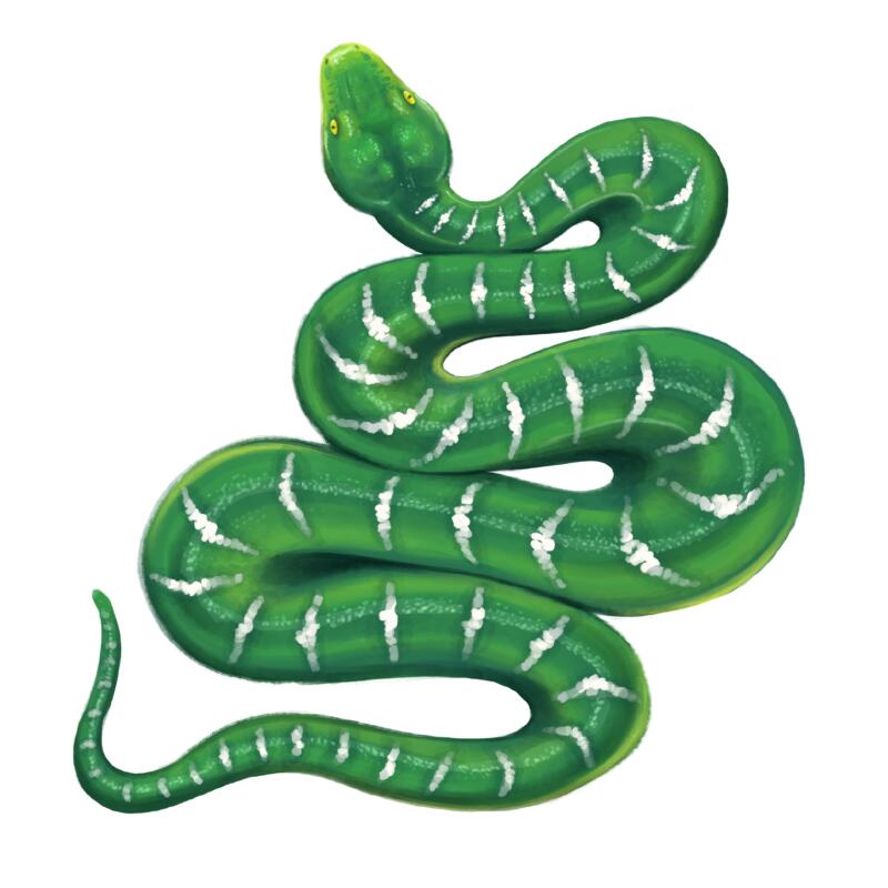 Färgstark illustration av en grön smaragdboa sedd ovanifrån som slingrar sig mot en vit bakgrund