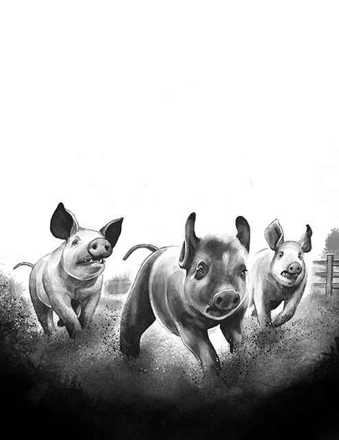 Illustration av grisar som springer och jagar varandra, till barnboken Mysteriet med Svarte Trulsen