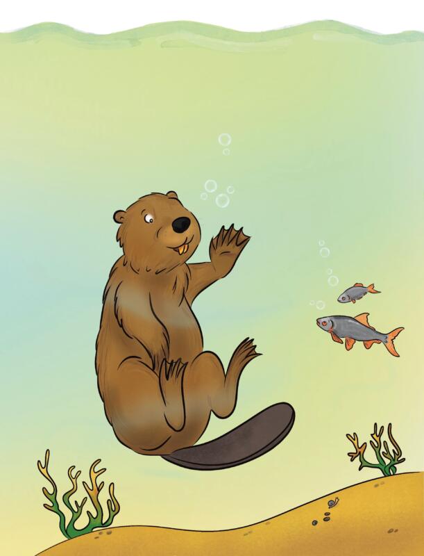 Beaver illustration, water, vatten, natur