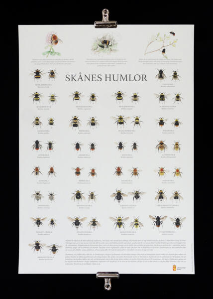 En affisch som visar detaljerade akvareller av 27 arter av humlor, honor och hanar, som finns i Skåne.