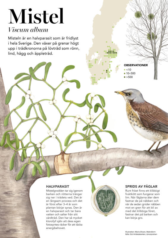 En informativ bild med text om växten mistel. Bilden föreställer ett träd där en mistel växer. På grenen sitter en fågel som har ett frö på sin näbb. Det finns också en karta där man ser att de växer mest runt Mälardalen.