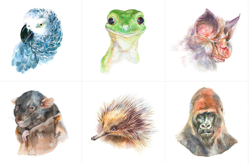 frogillustration, parrotillustration, textiledesign, groda, papegoja, akvarell, realistiskmålning, echidna, gorilla, råtta, rat, fläddermus