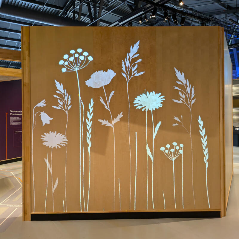 Framväxande ängsblommor och gräs i en ändlös loop projicerad på björkplywood i en utav museets utställningshallar.