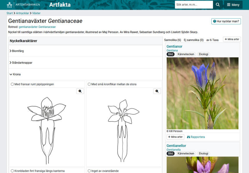 En webbsida som visar hur man skiljer olika blommor, Gentianor åt beroende på formen på blomman (kronan).